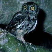 Western Screech-Owl